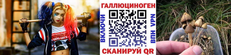 Псилоцибиновые грибы Psilocybine cubensis  блэк спрут как зайти  Губкин 